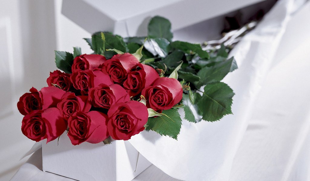 Обои цветы, розы, подарок, flowers, roses, gift разрешение 1920x1080 Загрузить