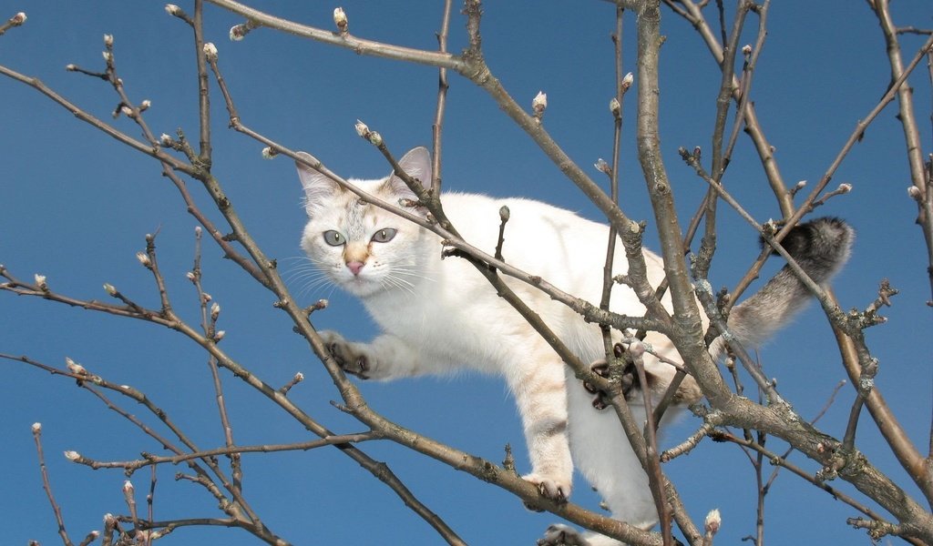 Обои небо, дерево, кот, мордочка, ветки, кошка, взгляд, весна, лапки, legs, the sky, tree, cat, muzzle, branches, look, spring разрешение 1920x1200 Загрузить