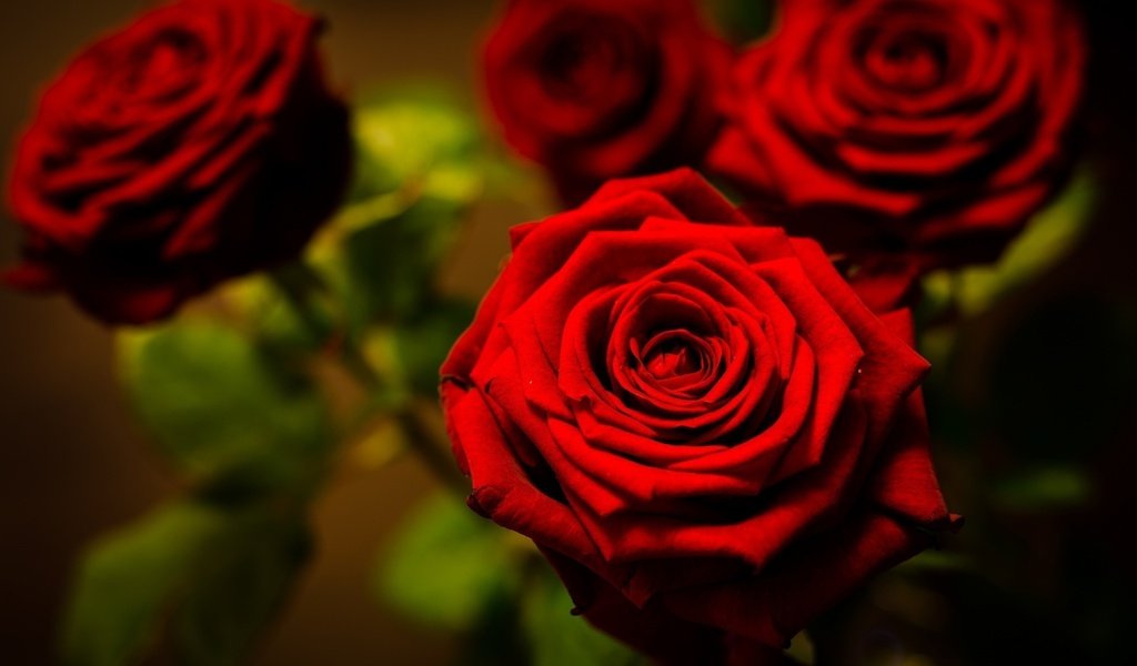 Обои цветы, макро, фото, розы, красный, flowers, macro, photo, roses, red разрешение 1920x1200 Загрузить