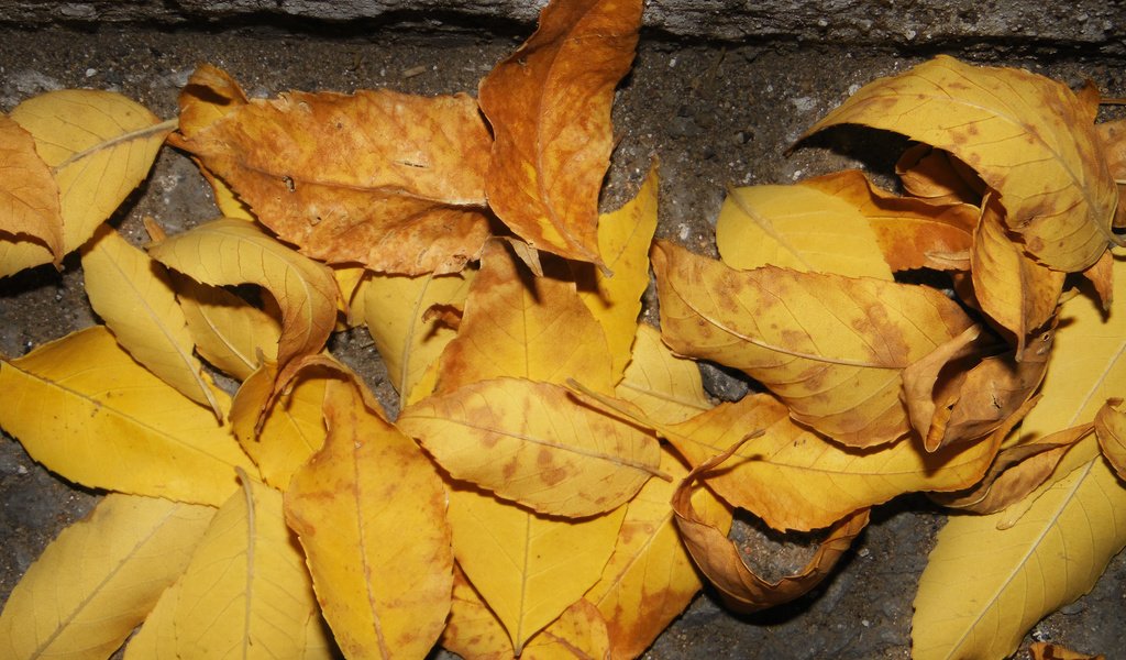 Обои листья, осень, асфальт, leaves, autumn, asphalt разрешение 2560x1600 Загрузить