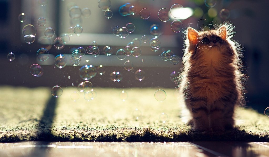 Обои кот, пузыри, котенок, и, мыльные пузыри, ben torode, cat, bubbles, kitty, and разрешение 1920x1200 Загрузить