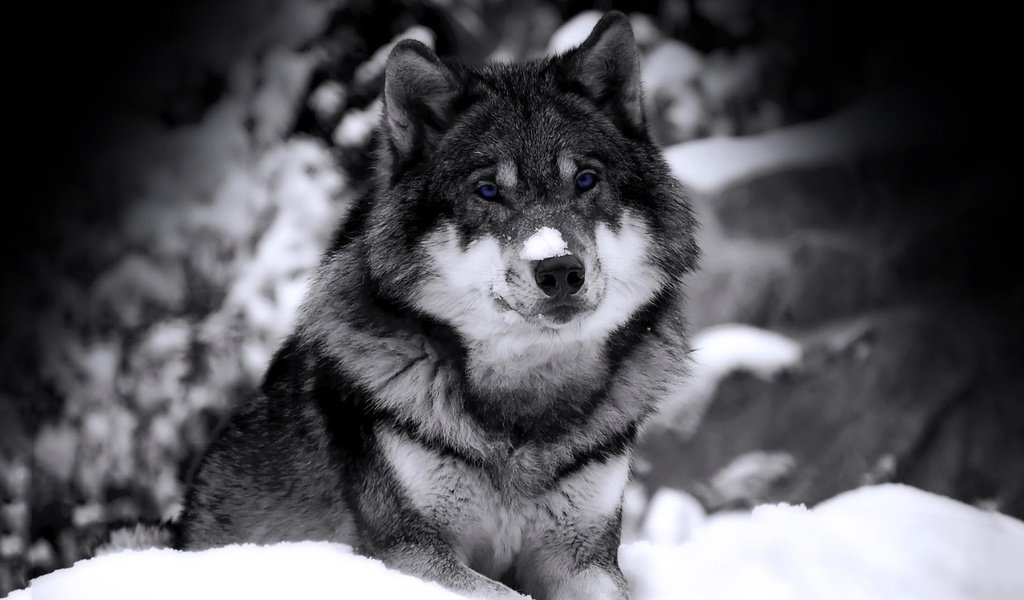 Обои снег, волк, в, snow, wolf, in разрешение 1920x1080 Загрузить