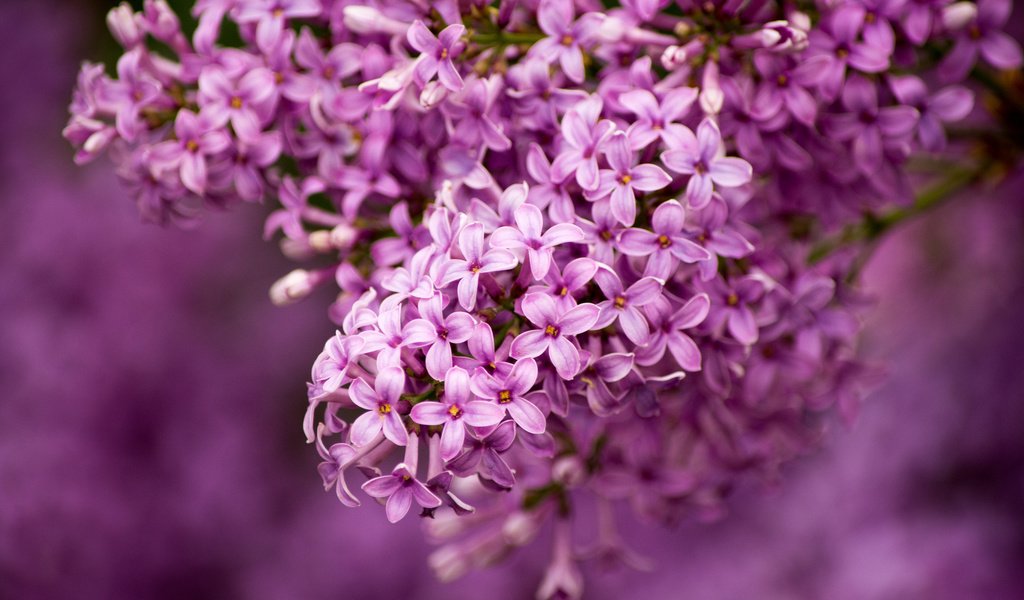 Обои макро, сирень, гроздь, macro, lilac, bunch разрешение 1920x1200 Загрузить