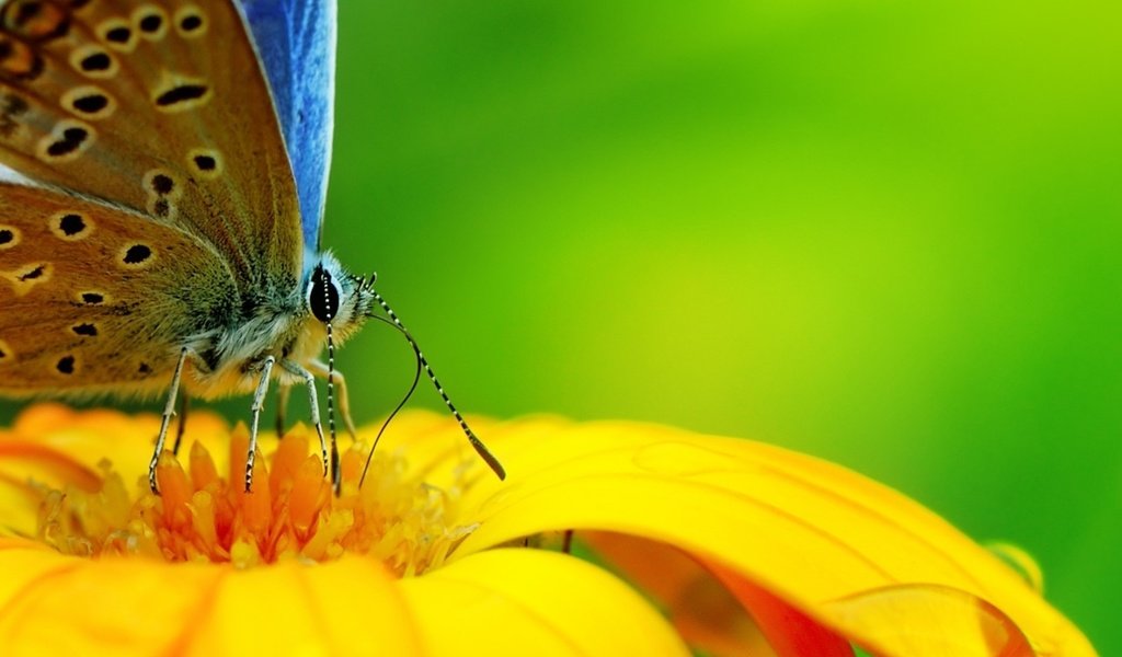 Обои бабочка с интересным окрасом, butterfly with interesting markings разрешение 1932x1208 Загрузить