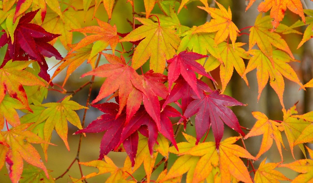 Обои листья, макро, осень, клен, кленовый лист, осенние листья, leaves, macro, autumn, maple, maple leaf, autumn leaves разрешение 1920x1200 Загрузить