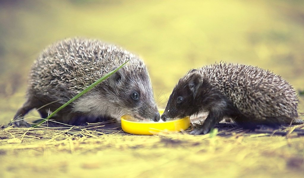 Обои природа, фон, ежики, семейство, пьют молоко, nature, background, hedgehogs, family, drink milk разрешение 1920x1200 Загрузить