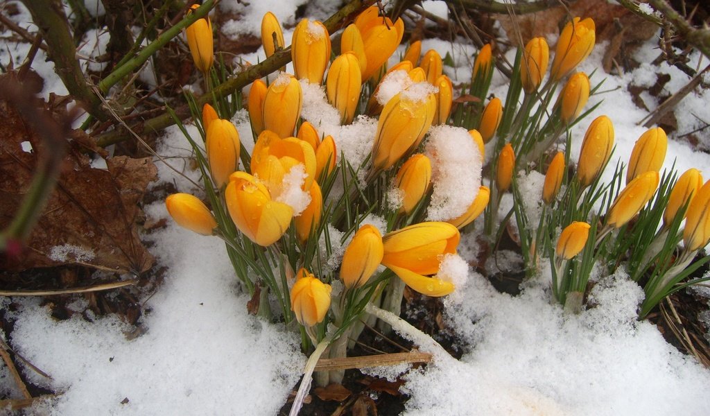 Обои цветы, снег, природа, весна, крокусы, первоцветы, flowers, snow, nature, spring, crocuses, primroses разрешение 1920x1200 Загрузить