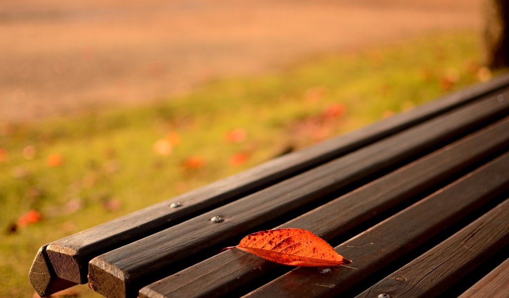 Обои природа, макро, осень, лист, скамейка, nature, macro, autumn, sheet, bench разрешение 1920x1200 Загрузить