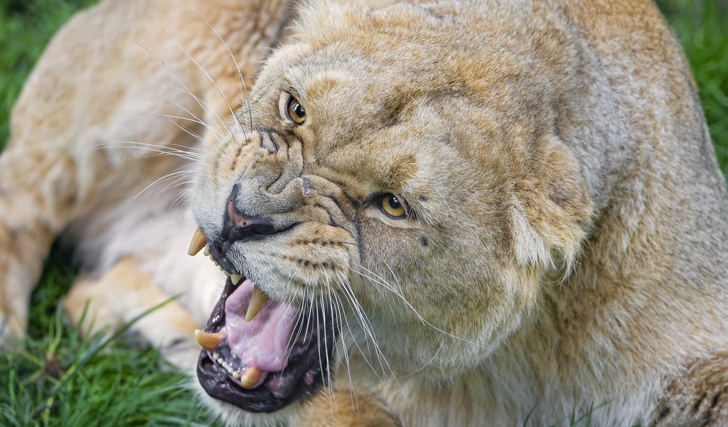 Обои морда, кошка, взгляд, лев, оскал, львица, face, cat, look, leo, grin, lioness разрешение 2048x1638 Загрузить
