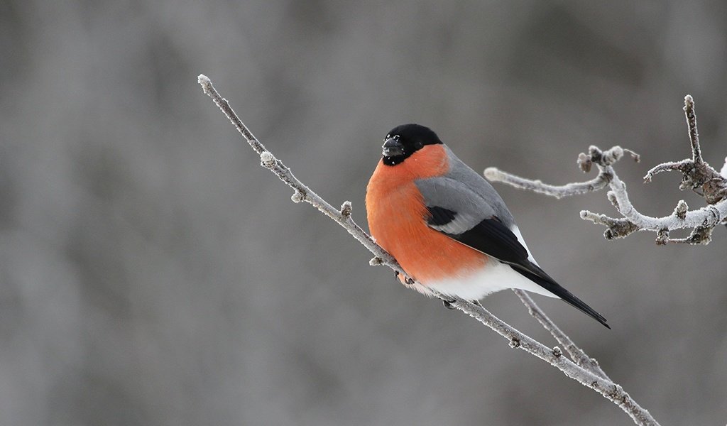 Обои ветка, природа, птицы, снегирь, branch, nature, birds, bullfinch разрешение 3979x2630 Загрузить