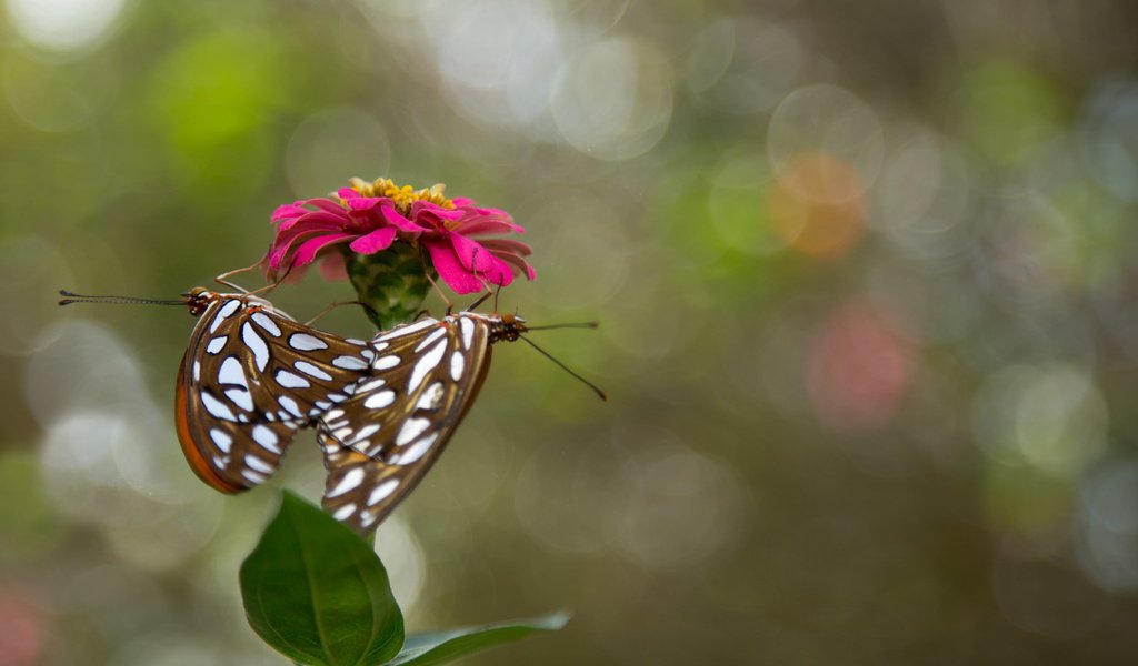 Обои цветок, насекомые, бабочки, flower, insects, butterfly разрешение 2048x1365 Загрузить