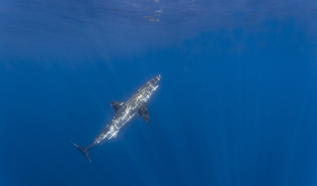 Обои океан, акула, подводный мир, акула.белая, the ocean, shark, underwater world, shark.white разрешение 5616x3744 Загрузить