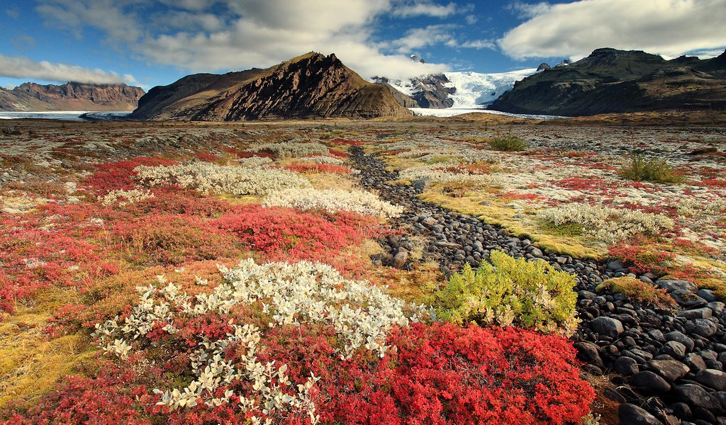 Обои небо, цветы, горы, исландия, the sky, flowers, mountains, iceland разрешение 2500x1677 Загрузить