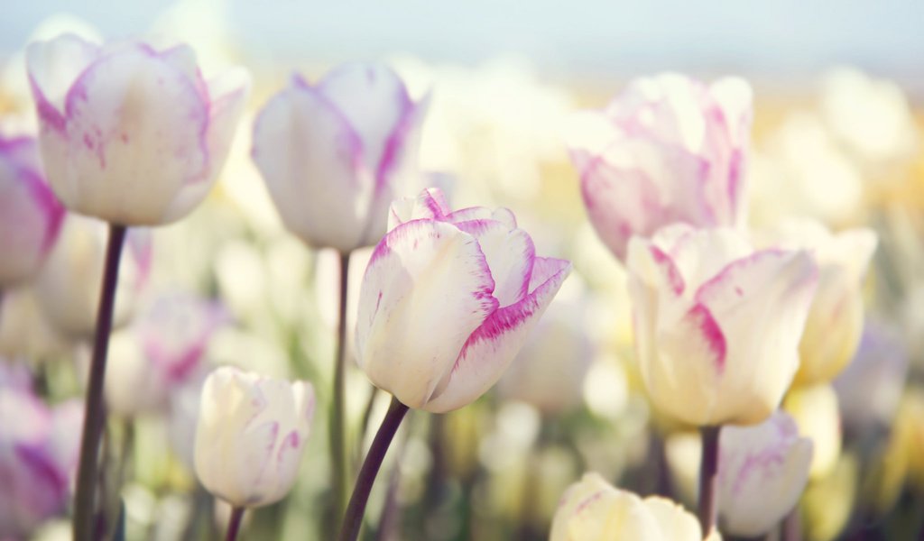 Обои цветы, природа, весна, тюльпаны, flowers, nature, spring, tulips разрешение 2048x1365 Загрузить