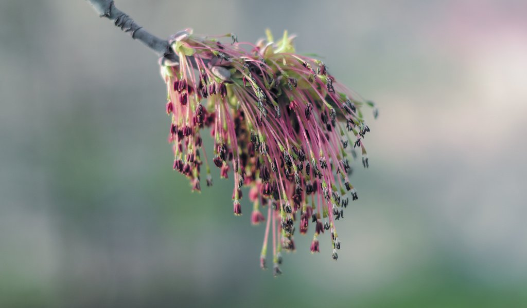 Обои ветка, природа, цветение, фон, весна, branch, nature, flowering, background, spring разрешение 1920x1080 Загрузить