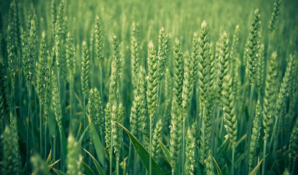 Обои природа, зелень, макро, поле, колосья, пшеница, nature, greens, macro, field, ears, wheat разрешение 2560x1600 Загрузить