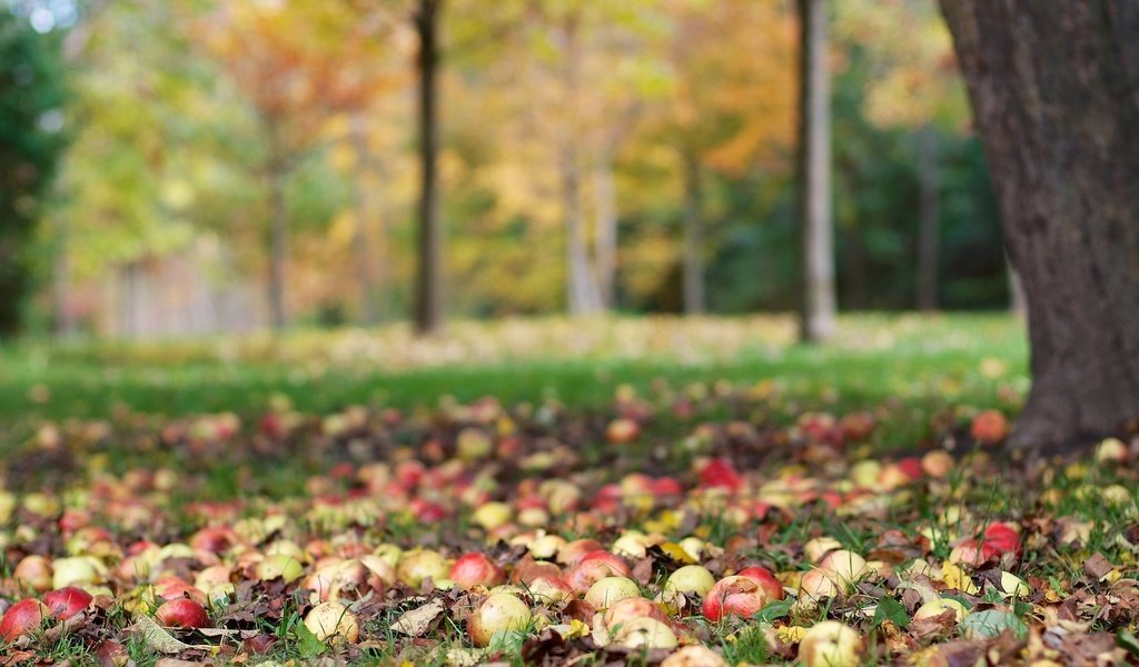 Обои дерево, фрукты, яблоки, осень, урожай, tree, fruit, apples, autumn, harvest разрешение 2048x1356 Загрузить