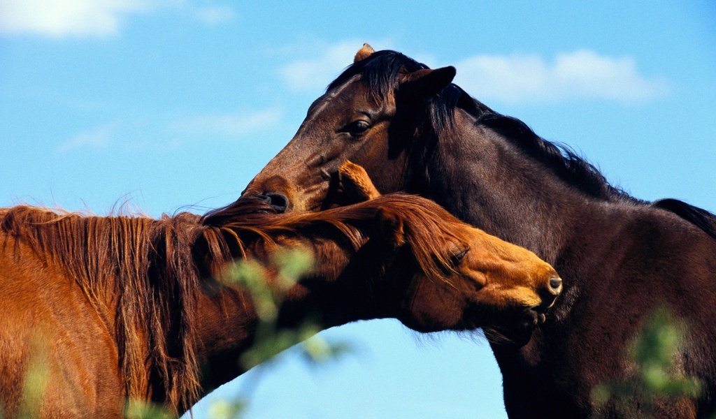 Обои небо, природа, лошади, кони, the sky, nature, horse, horses разрешение 1920x1280 Загрузить