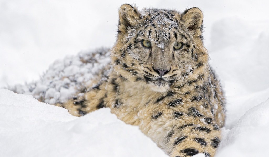 Обои дикая кошка, морда, молодой, снег, детеныш, зима, лежит, снежный леопард, хищник, снежный барс, ирбис, зоопарк, wild cat, face, young, snow, cub, winter, lies, predator, snow leopard, irbis, zoo разрешение 2560x1600 Загрузить