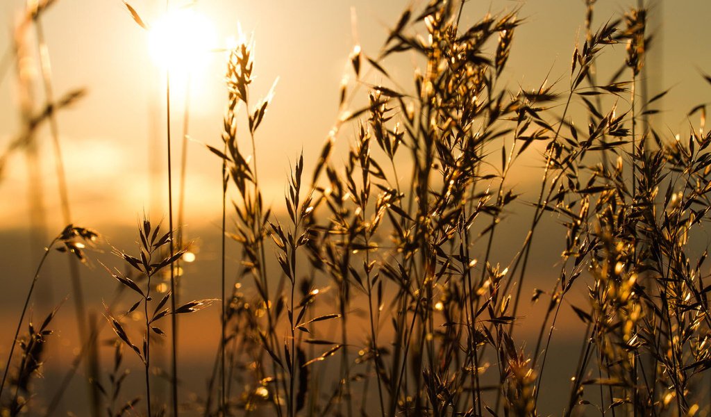 Обои трава, солнце, природа, макро, утро, колоски, grass, the sun, nature, macro, morning, spikelets разрешение 1920x1200 Загрузить