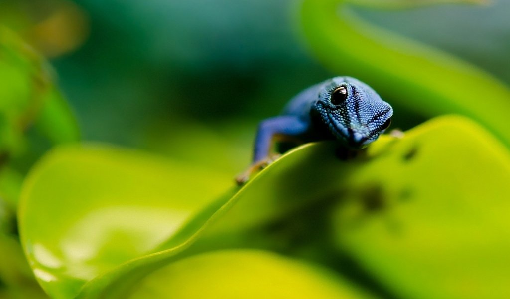 Обои листья, макро, ящерица, синяя, пресмыкающие, leaves, macro, lizard, blue, kowtowing animals: разрешение 1920x1200 Загрузить