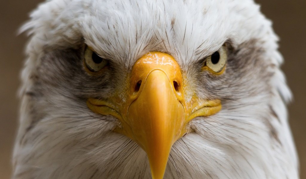 Обои портрет, птица, клюв, белоголовый орлан, portrait, bird, beak, bald eagle разрешение 2048x1441 Загрузить