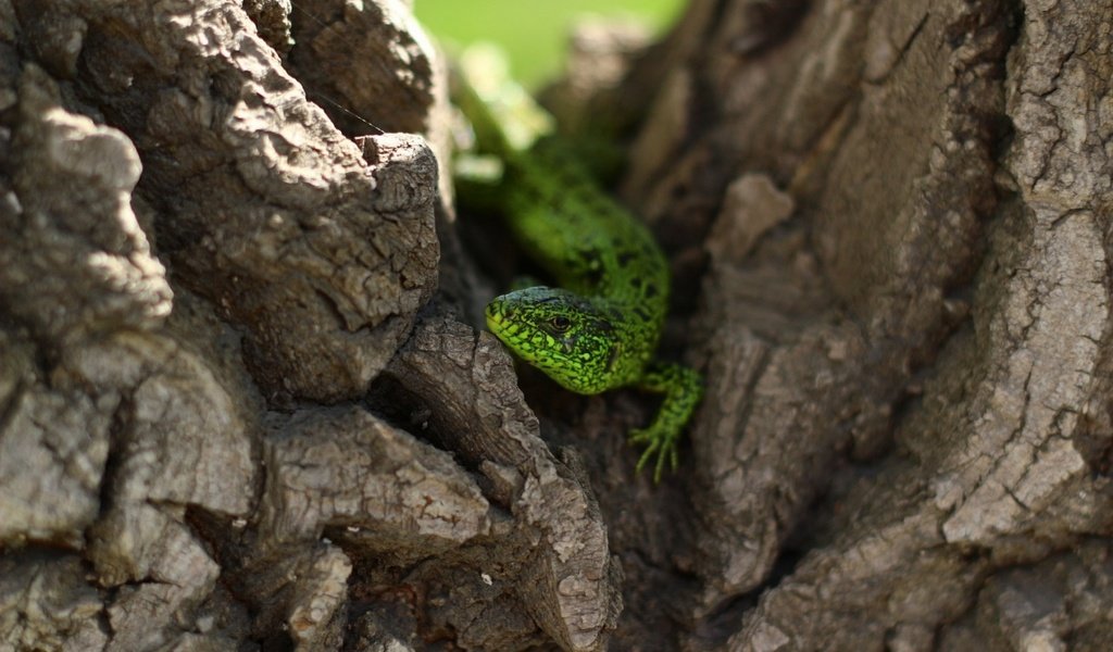 Обои природа, дерево, ящерица, зеленая, рептилия, nature, tree, lizard, green, reptile разрешение 1920x1200 Загрузить