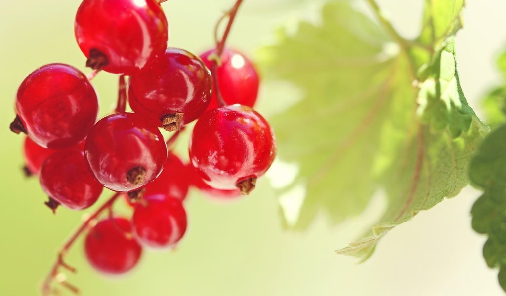 Обои листья, красная, ягоды, плоды, красная смородина, смородина, leaves, red, berries, fruit, red currant, currants разрешение 1920x1280 Загрузить