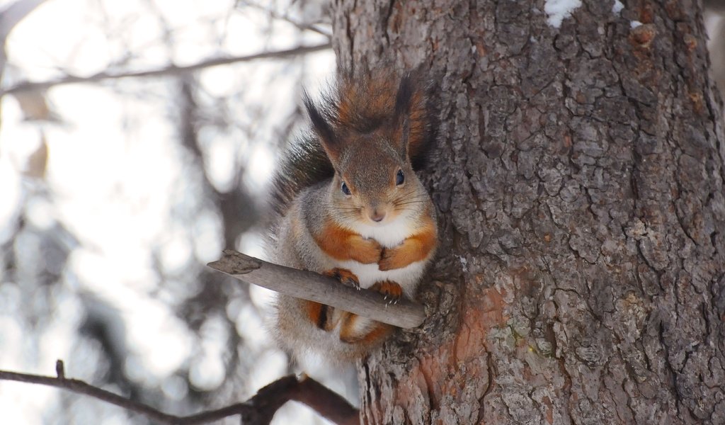 Обои дерево, белка, хвост, лапки, белочка, anna verdina, tree, protein, tail, legs, squirrel разрешение 3288x2284 Загрузить