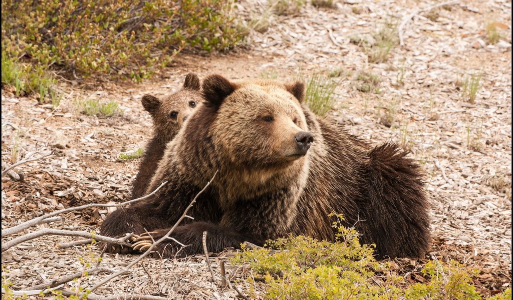 Обои природа, фон, медведь, медведи, медвежонок, медведица, nature, background, bear, bears разрешение 1920x1200 Загрузить