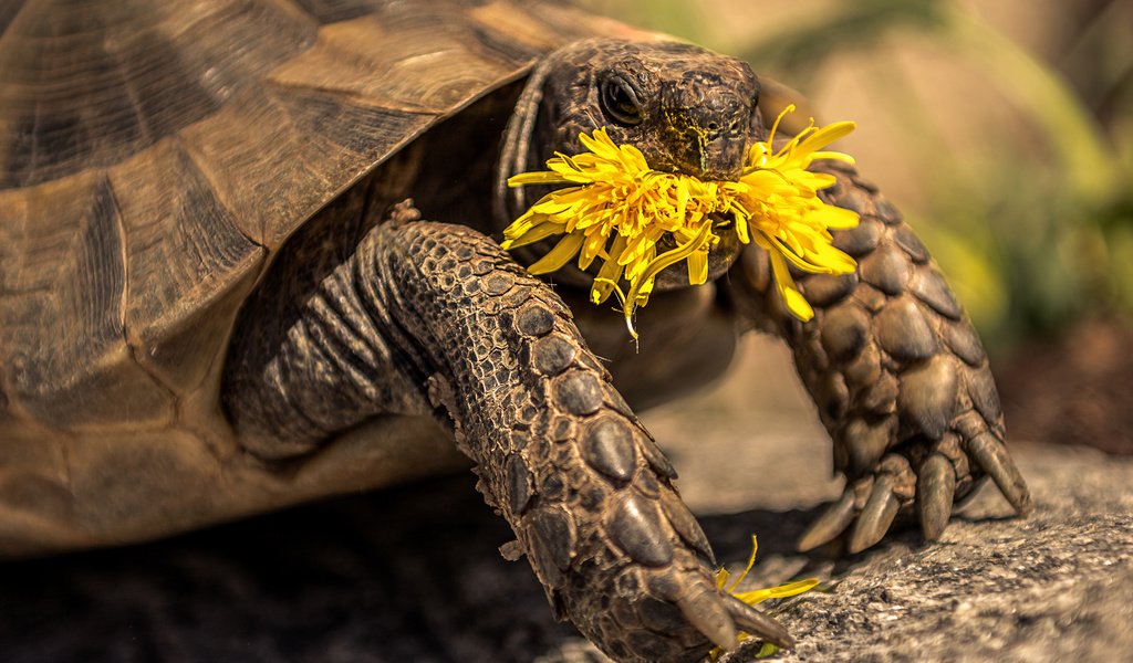 Обои желтый, цветок, черепаха, одуванчик, tortoise, yellow, flower, turtle, dandelion разрешение 2560x1600 Загрузить