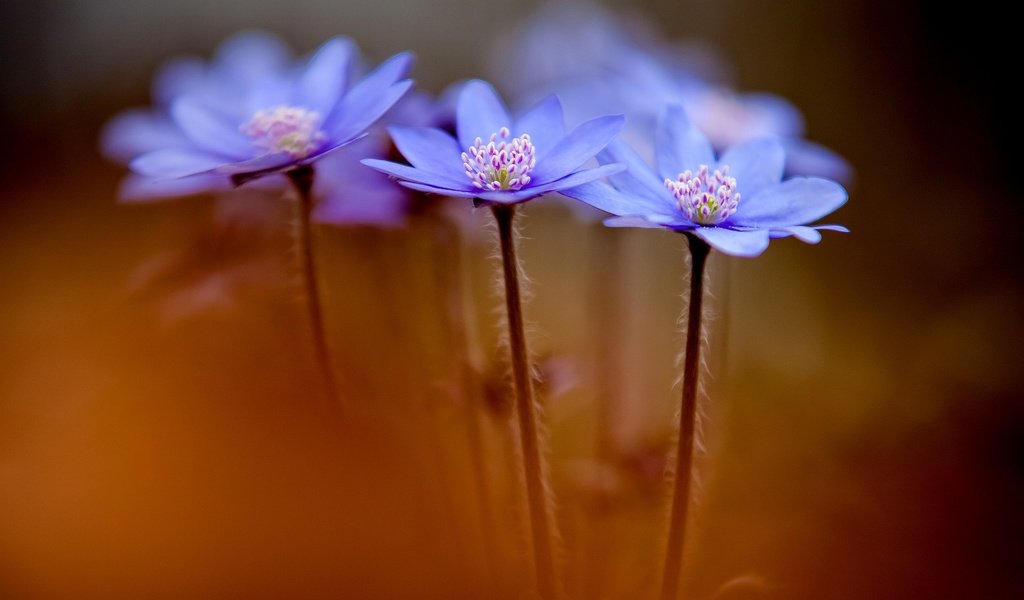 Обои цветы, макро, весна, синие, анемоны, anemone hepatica, печеночники, flowers, macro, spring, blue, anemones, the liverworts разрешение 1920x1200 Загрузить