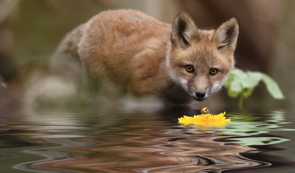 Обои вода, природа, насекомое, цветок, лиса, интерес, лисенок, water, nature, insect, flower, fox, interest разрешение 2048x1365 Загрузить