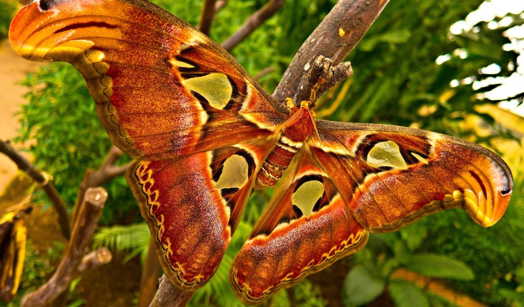 Обои макро, насекомое, крылья, моль, big moth, macro, insect, wings, mol разрешение 2560x1847 Загрузить
