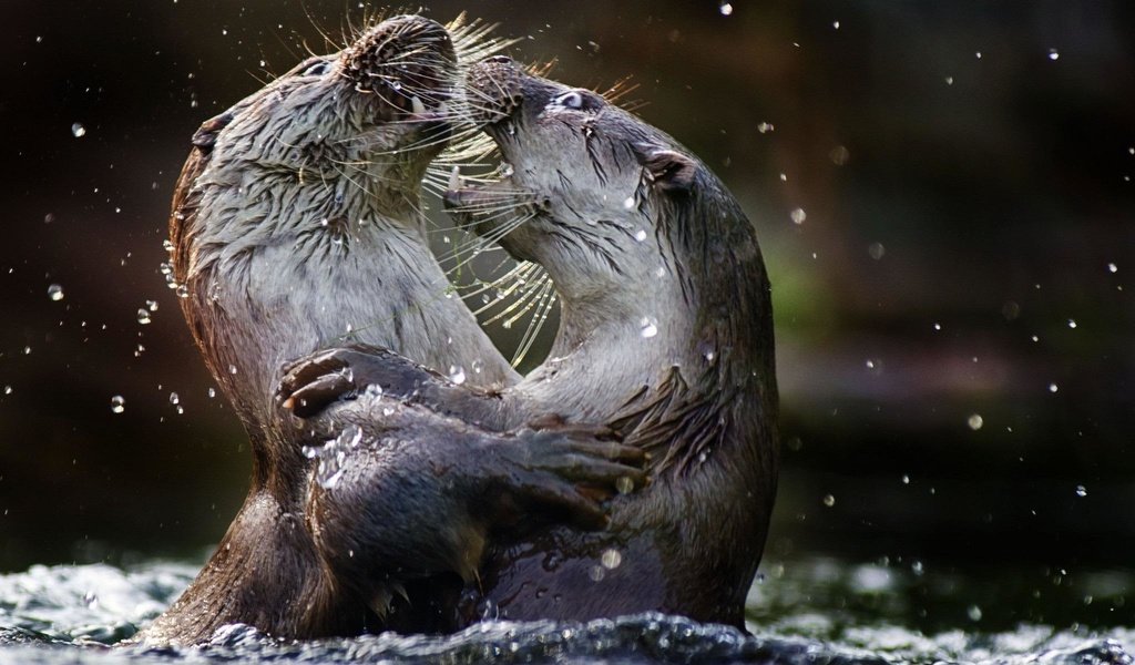 Обои вода, животные, выдры, речная выдра, water, animals, otters, river otter разрешение 2048x1365 Загрузить