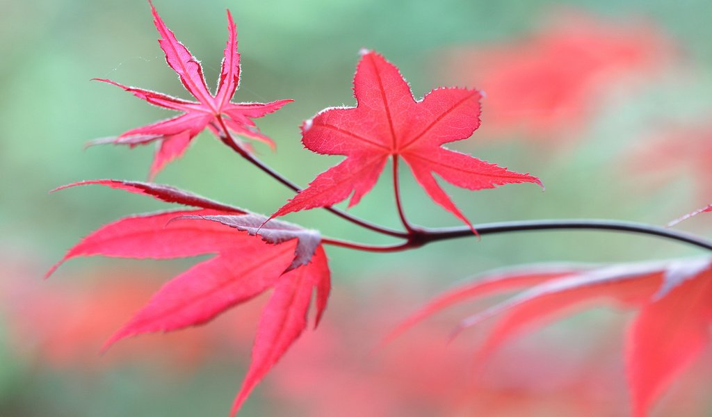 Обои ветка, природа, листья, макро, осень, размытость, branch, nature, leaves, macro, autumn, blur разрешение 2048x1360 Загрузить