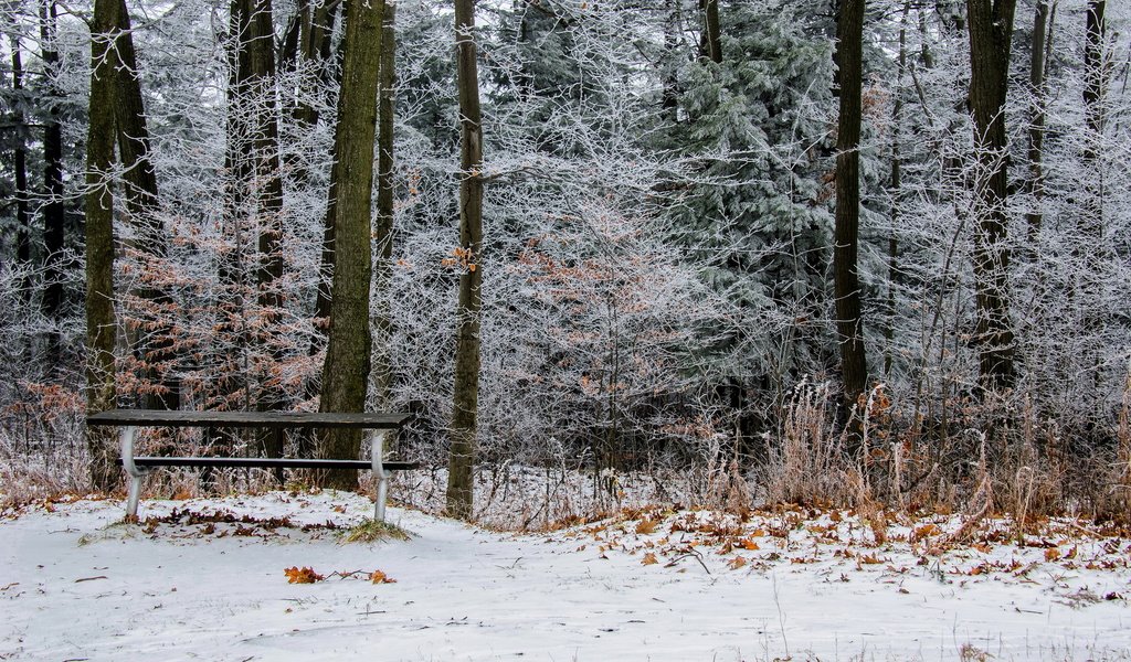 Обои деревья, снег, природа, листья, зима, парк, скамейка, онтарио, trees, snow, nature, leaves, winter, park, bench, ontario разрешение 1920x1200 Загрузить