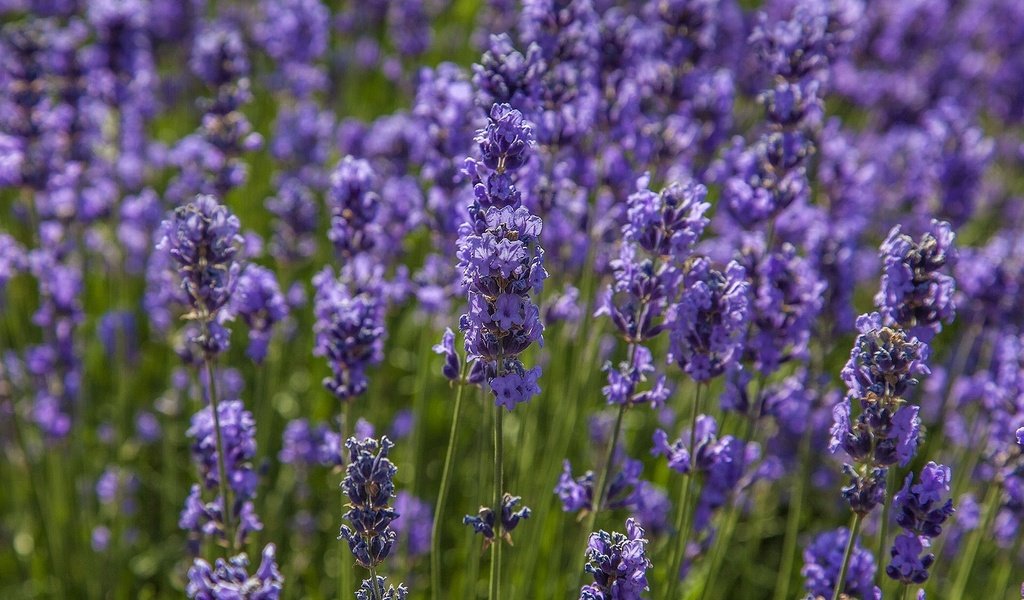 Обои цветы, макро, поле, лаванда, луг, flowers, macro, field, lavender, meadow разрешение 1921x1200 Загрузить