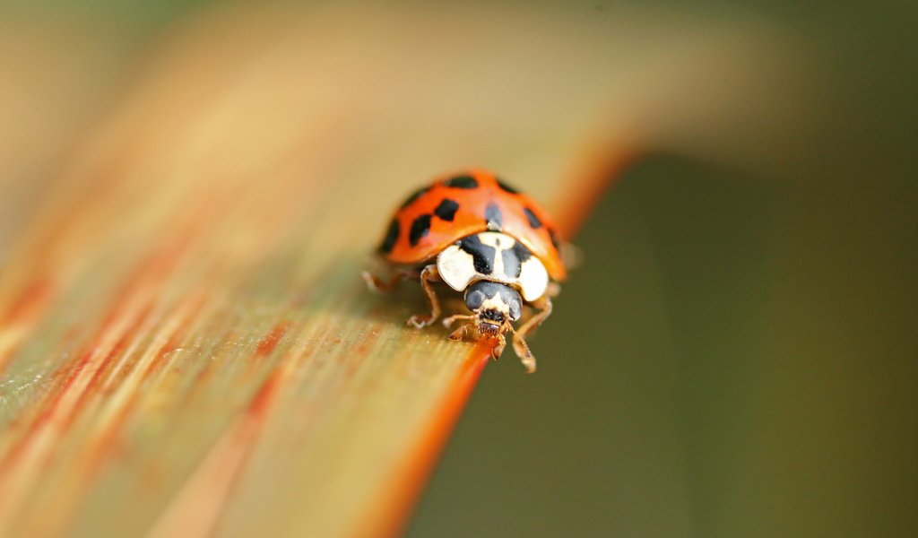 Обои природа, жук, макро, насекомое, божья коровка, nature, beetle, macro, insect, ladybug разрешение 2560x1600 Загрузить