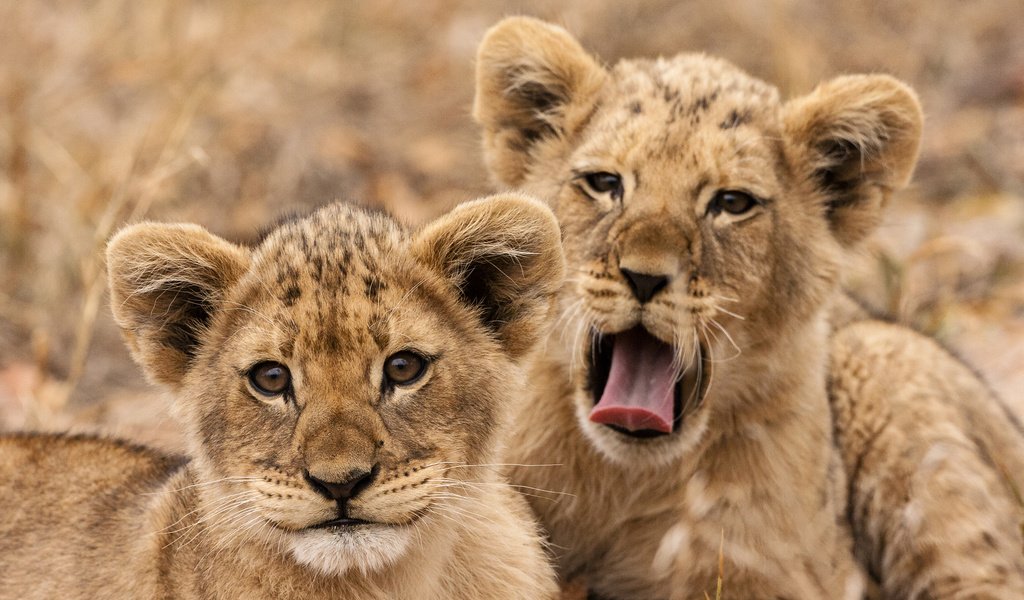 Обои львы, львята, хищники, lions, the cubs, predators разрешение 2880x1800 Загрузить