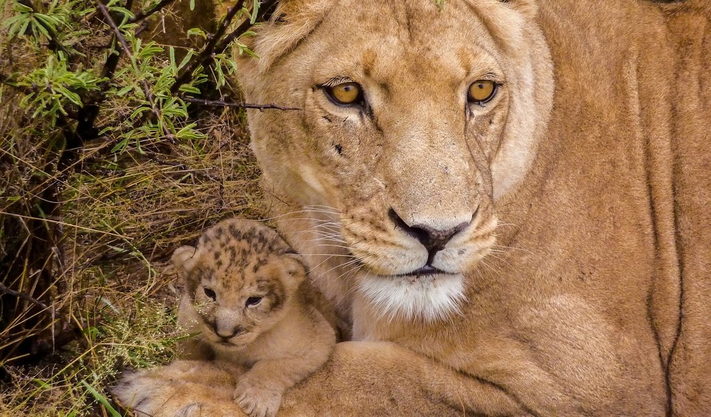 Обои львы, малыш, львица, львёнок, детеныш, lions, baby, lioness, lion, cub разрешение 1920x1282 Загрузить