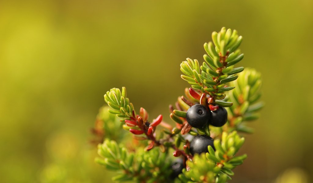 Обои хвоя, макро, ягоды, плоды, боке, сrowberry, needles, macro, berries, fruit, bokeh разрешение 5184x3456 Загрузить