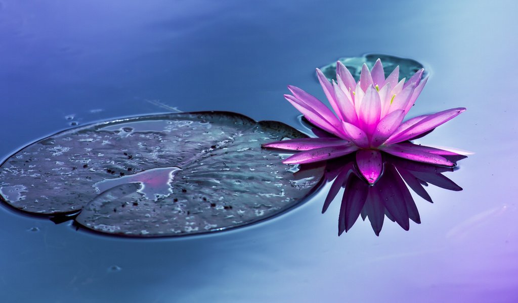 Обои вода, цветок, пруд, водяная лилия, water, flower, pond, water lily разрешение 2048x1105 Загрузить