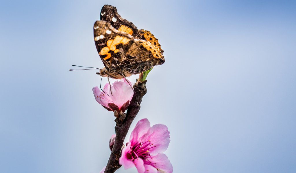 Обои цветы, ветка, бутоны, бабочка, крылья, усики, хоботок, flowers, branch, buds, butterfly, wings, antennae, proboscis разрешение 2048x1365 Загрузить