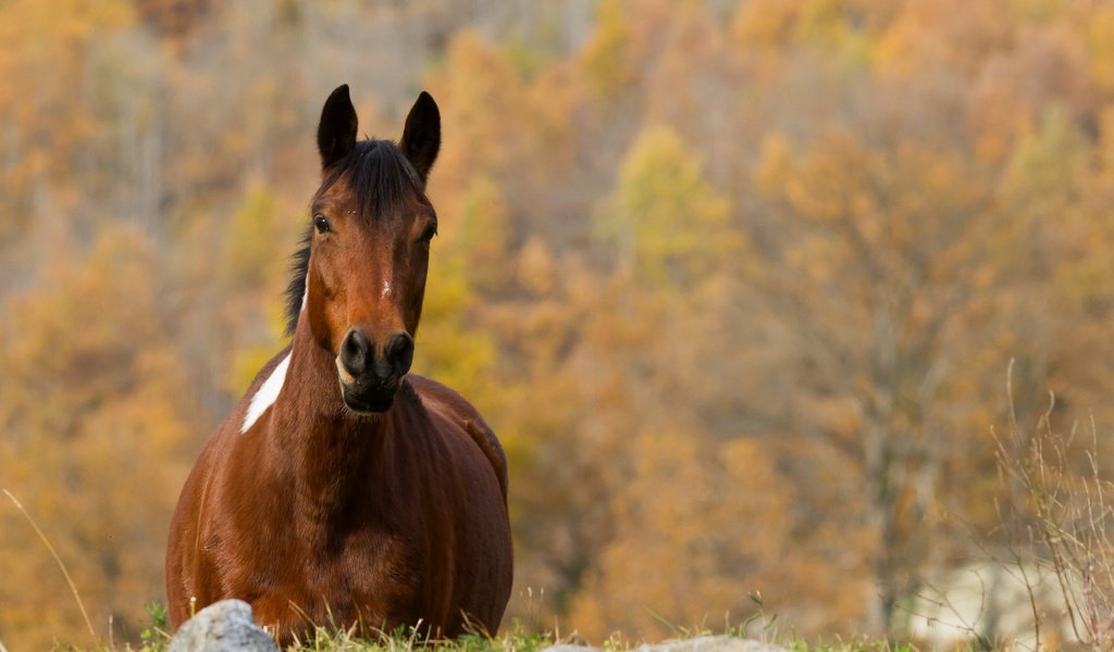 Обои лошадь, природа, осень, конь, horse, nature, autumn разрешение 3000x2000 Загрузить