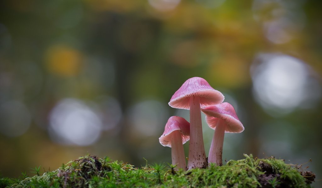 Обои природа, осень, гриб, nature, autumn, mushroom разрешение 1920x1278 Загрузить