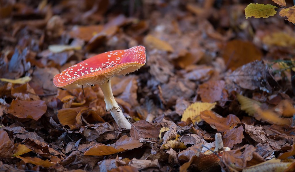 Обои природа, осень, гриб, nature, autumn, mushroom разрешение 2047x1352 Загрузить