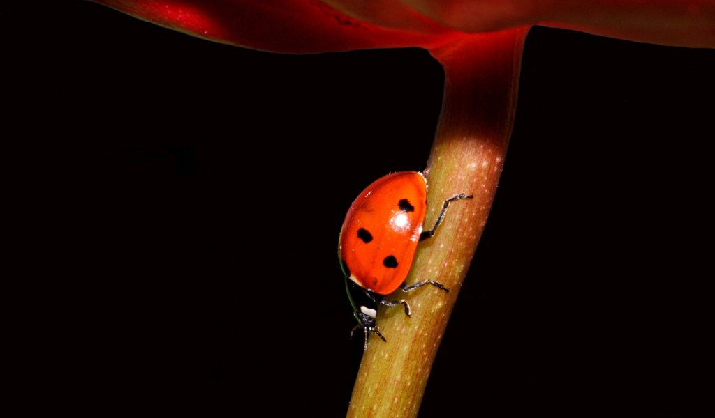 Обои насекомое, фон, цветок, черный, божья коровка, стебель, insect, background, flower, black, ladybug, stem разрешение 1920x1168 Загрузить