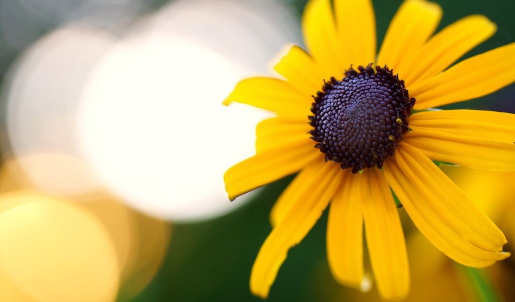 Обои желтый, макро, цветок, боке, рудбекия, yellow, macro, flower, bokeh, rudbeckia разрешение 6000x4000 Загрузить