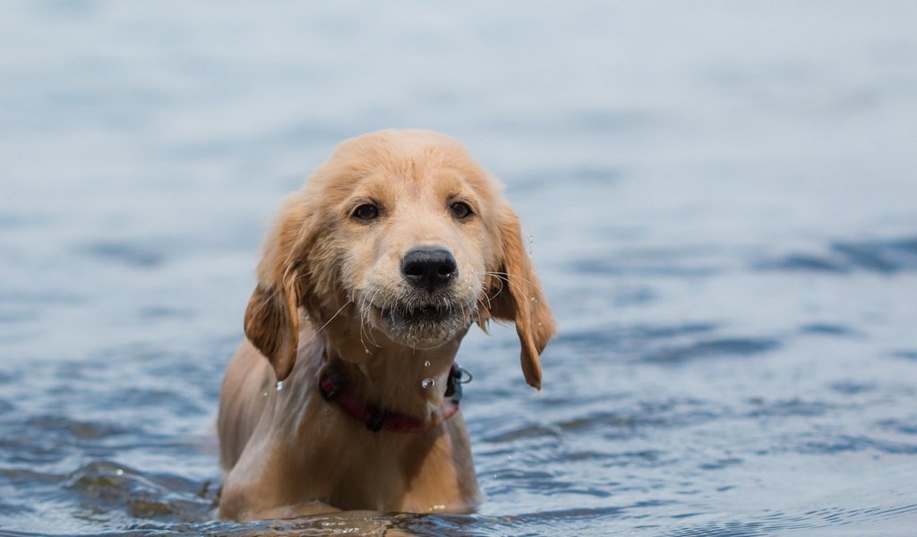 Обои вода, взгляд, собака, щенок, друг, water, look, dog, puppy, each разрешение 1920x1150 Загрузить